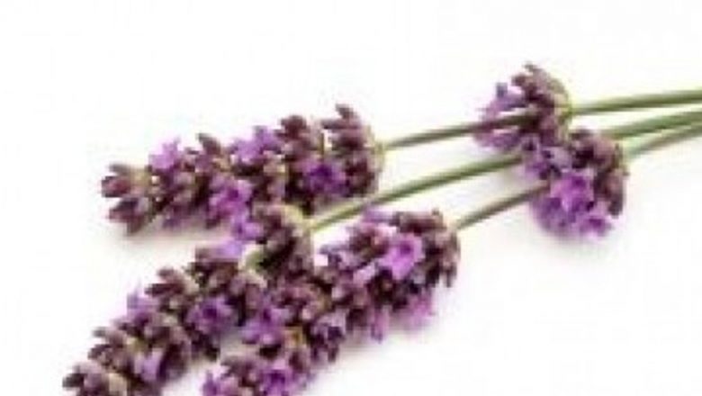 Levănțica: Remediul Natural Eficient Împotriva Migrenelor și Nu Numai