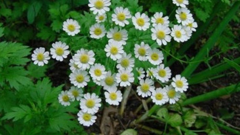 Remedii Naturale pentru Durerile de Cap: Eficiența Chrysanthemum Parthenium și Implicațiile Sale