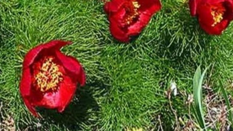 Floarea de bujor: O nouă speranță în reducerea efectelor secundare ale chimioterapiei