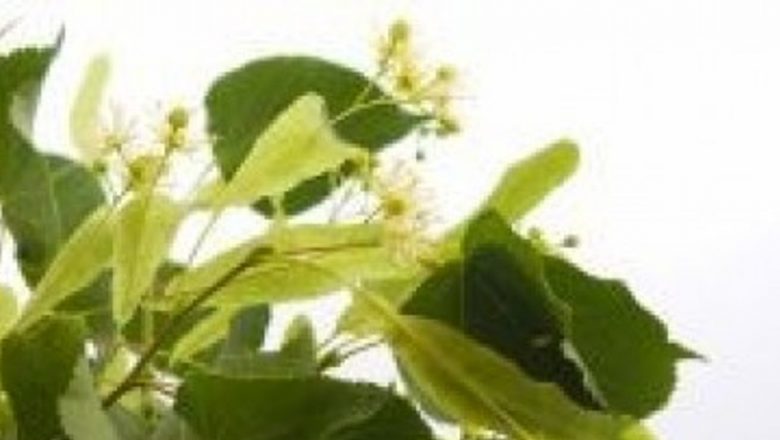 Efectele Oboselii Asupra Sănătății și Soluții Naturale pentru Îmbunătățirea Stării de Bine
