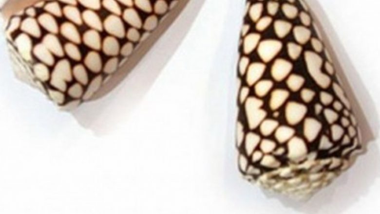 Inovațiile în Medicină: Analgezice Derivate din Veninul Melcilor de Mare