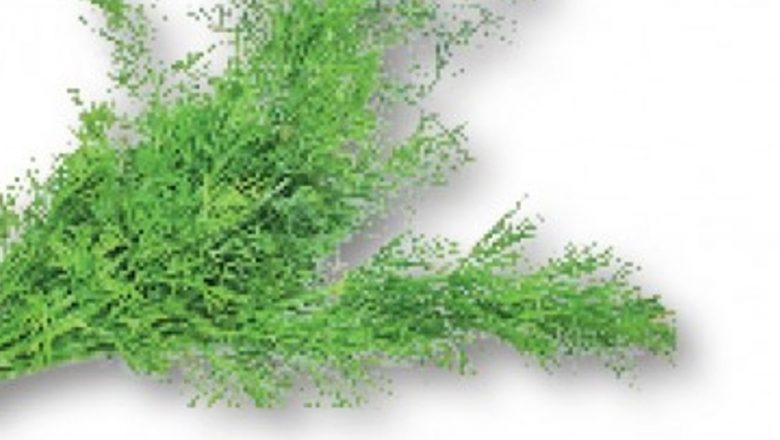 Remedii Naturale pentru Sughiț: Ceaiul de Mărar și Alte Soluții Eficiente