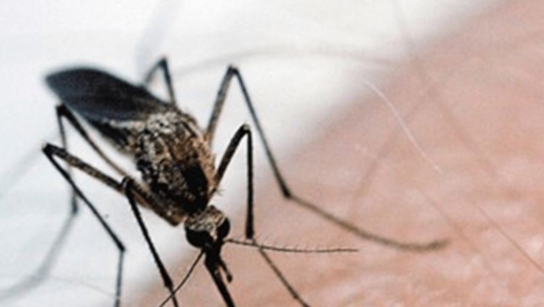 Impactul Virusului West Nile în România: O Analiză Detaliată a Cazului Recent și Implicațiile Sale