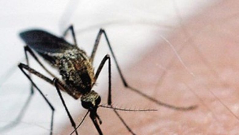 Impactul Virusului West Nile în România: O Analiză Detaliată a Cazurilor și Implicațiilor Sănătății Publice