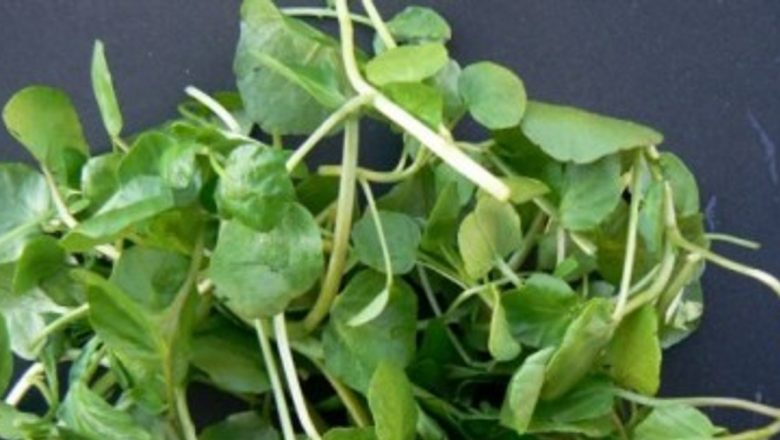 Năsturelul: O Armă Naturală în Lupta cu Cancerul Mamar