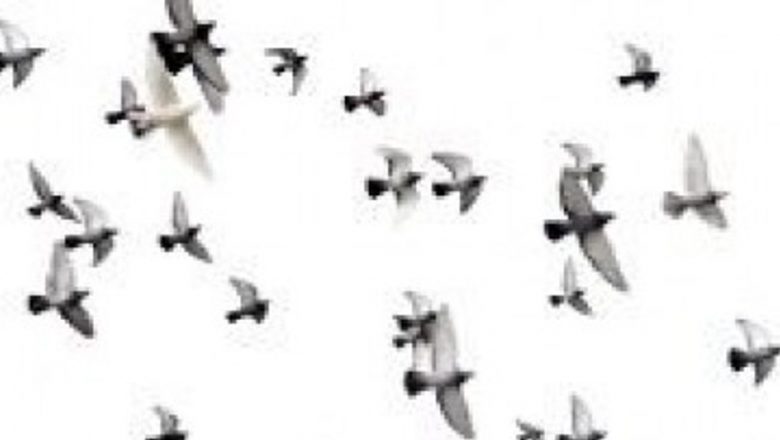 Impactul Păsărilor Migratoare asupra Răspândirii Superbacteriilor: O Analiză Detaliată