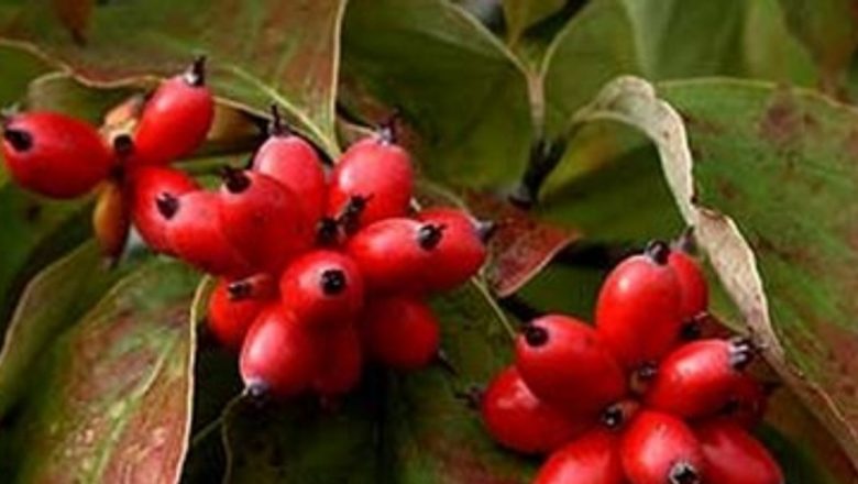 Beneficiile uimitoare ale fructelor de corn: un remediu natural împotriva febrei și nu numai