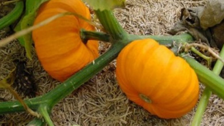 Dovleacul: Superalimentul Toamnei cu Beneficii Excepționale pentru Sănătate