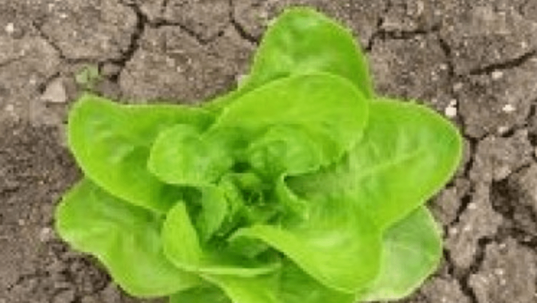 Năsturelul: O Plantă cu Potențial Anticancerigen și Beneficii pentru Sănătate