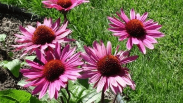Echinacea: Remediul Natural pentru Imunitate – Beneficii, Utilizări și Precauții