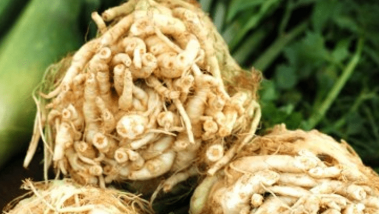 Ţelina: Un Remediu Natural Eficient Împotriva Pietrelor la Rinichi