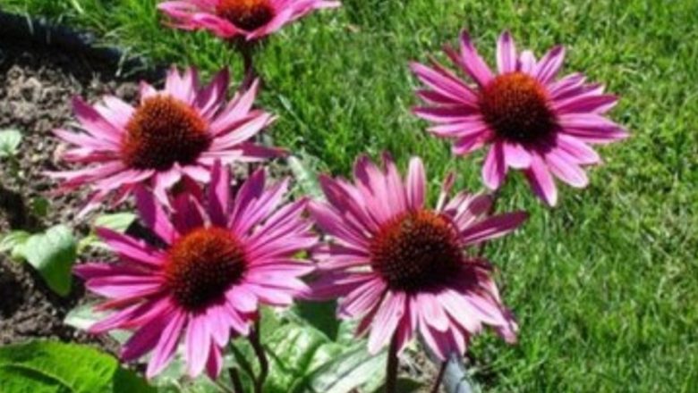 Echinacea: Un Aliat Natural în Întărirea Imunității
