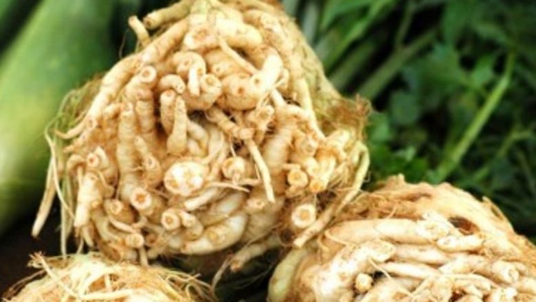 Ţelina: un aliat natural în combaterea pietrelor la rinichi