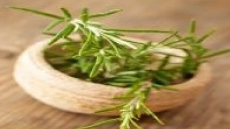 Cimbrişorul: Un Antibiotic Natural cu Beneficii Remarcabile pentru Sănătate