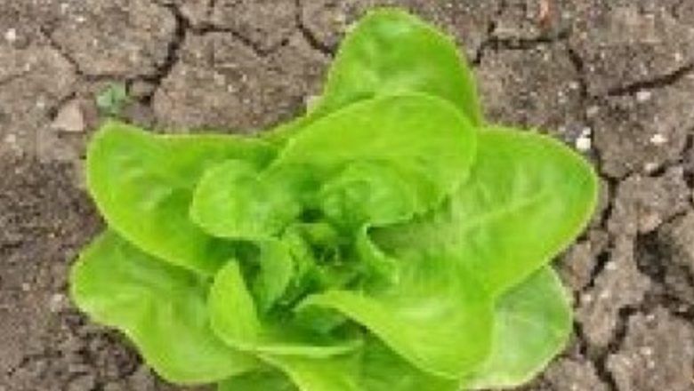 Năsturelul: O plantă promițătoare în lupta împotriva cancerului