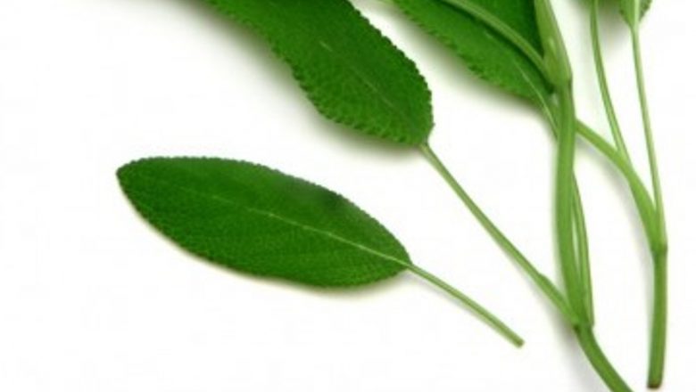Salvia: Un Remediu Natural Eficient Împotriva Gingivitei