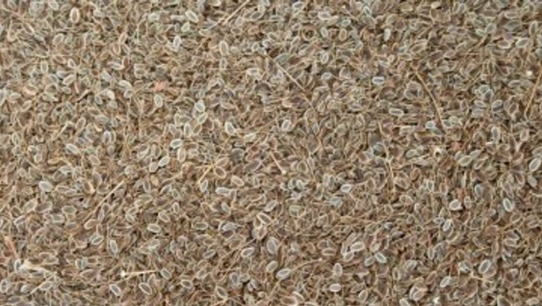 Beneficiile semințelor: O abordare holistică a sănătății prin alimentație