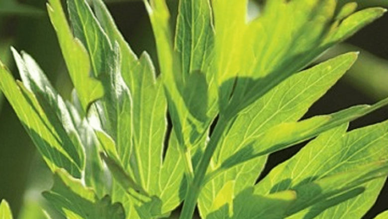 Leuşteanul: O Plantă Aromată cu Beneficii Inestimabile pentru Sănătate