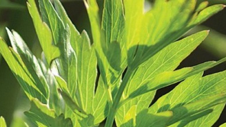Leuşteanul: O Plantă Aromată cu Beneficii Remarcabile pentru Sănătate