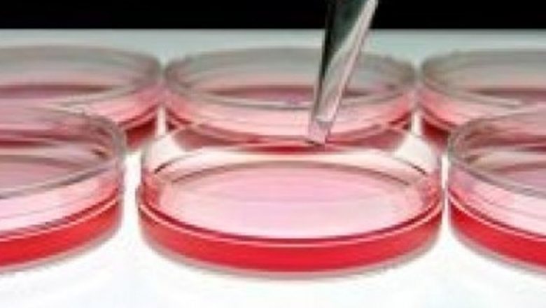 Epidemia de E.coli: Impactul semințelor germinate asupra sănătății publice