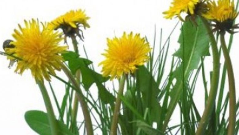 Beneficiile Păpădiei: O Plante Medicinală cu Proprietăți Remarcabile
