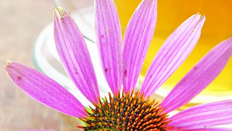 Echinacea: O Plante Medicinală cu Beneficii Remarcabile pentru Imunitate