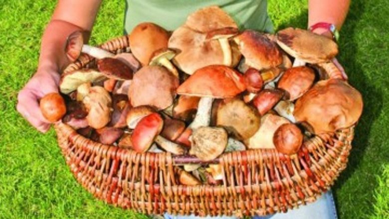 Beneficiile ciupercilor: De la alimentație sănătoasă la super-alimente
