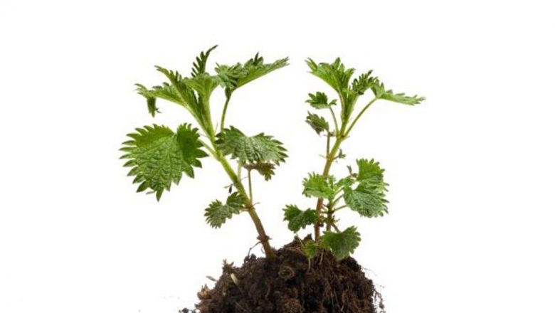 Urzica Vie: O Comoară Verde a Sănătății și Beneficiile Sale Subestimate