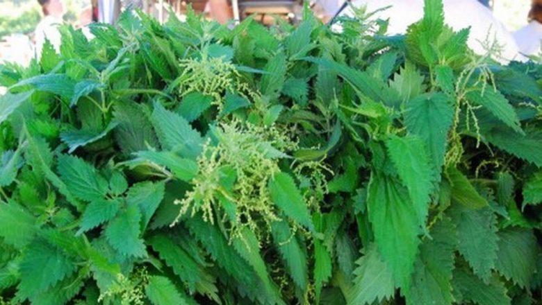 Descoperă cele mai revigorante verdețuri de primăvară: Beneficii și rețete delicioase