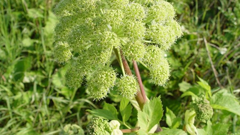 Angelica Archangelica: Rădăcina Sfântului Spirit și Beneficiile Sale Tămăduitoare
