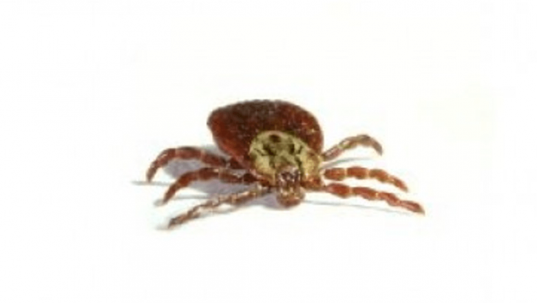 Creșterea cazurilor de boală Lyme în România: o amenințare în expansiune