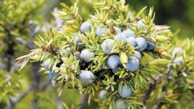 Îngrijirea pielii prin puterea plantelor: Beneficii și remedii naturale