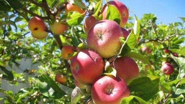 Remedii Naturale cu Rămurele de Pom Fructifer: Descoperiri și Beneficii pentru Sănătate