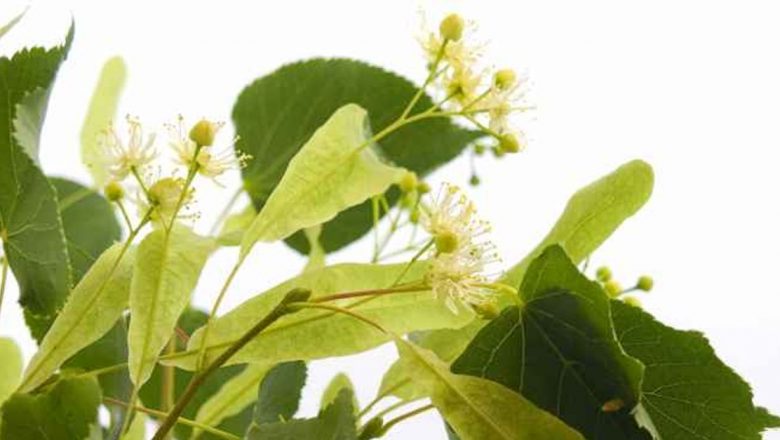 Teiul: Ceașca de sănătate din natura românească