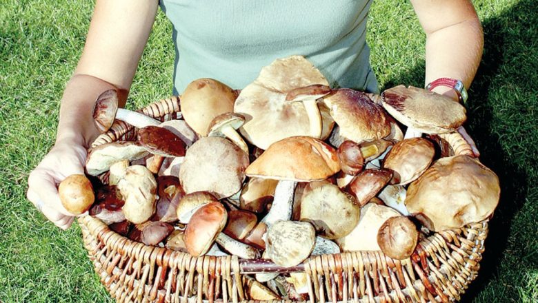 Alimentele care luptă împotriva cancerului: Ce trebuie să știm despre ciuperci, ceaiul verde, curry și ghimbir