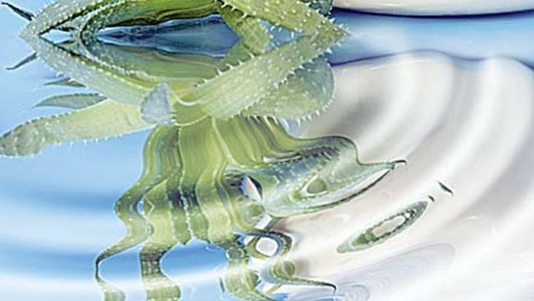 Beneficiile Aloe Vera în Combaterea Reumatismului: O Analiză Detaliată