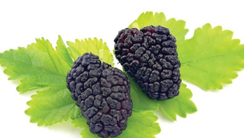 Dudele negre: Superfructe cu proprietăți anticancerigene și beneficii pentru sănătate