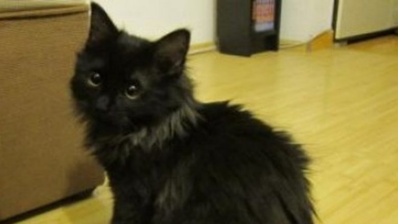 Pisicile și sănătatea mintală: Legătura surprinzătoare între Toxoplasma gondii și tulburările psihice