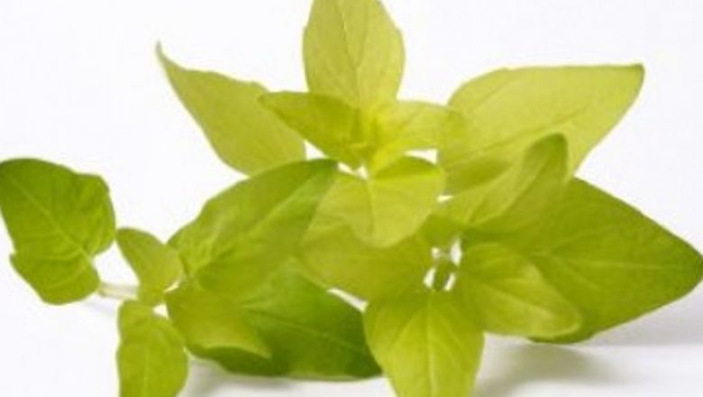 Epigalocatechina: O Rază de Speranță în Lupta cu Cancerul de Piele