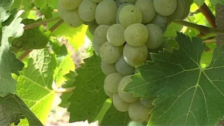 Strugurii: Fructe miraculoase cu proprietăți terapeutice remarcabile