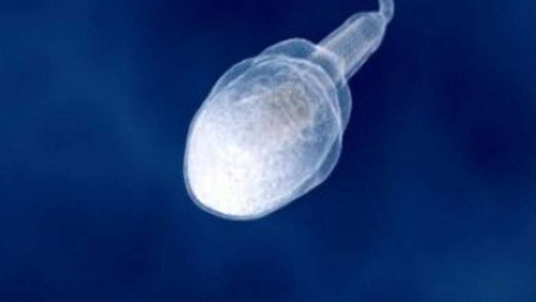 Impactul Antioxidanților Asupra Calității Spermei: O Analiză Detaliată