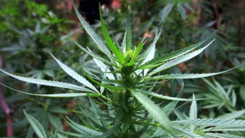 Impactul Consumul de Marijuana Asupra Creierului: O Analiză Detaliată