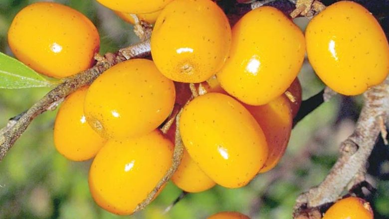 Beneficiile siropului de cătină: Un ajutor natural pentru întărirea organismului