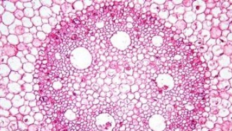 Revoluția Celulelor Stem: Impactul Premiului Nobel asupra Medicinii Moderne