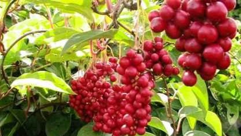 Schizandra: Fructul cu Cinci Gusturi – Beneficii și Istorie a unui Remediu Străvechi