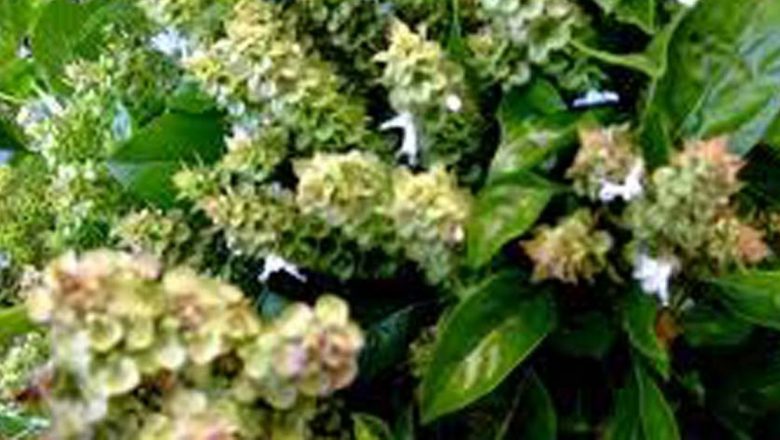 Ceașca de sănătate: Plantele care îmblânzesc tusea și îmbunătățesc imunitatea