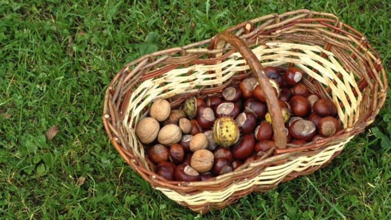 Castanele comestibile: elixirul de sănătate al toamnei