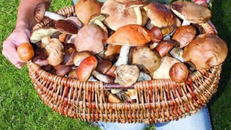 Beneficiile ciupercilor în dieta modernă: o alternativă sănătoasă la carne