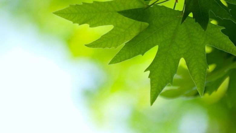 Clorofilina: O Nouă Speranță în Lupta Împotriva Cancerului