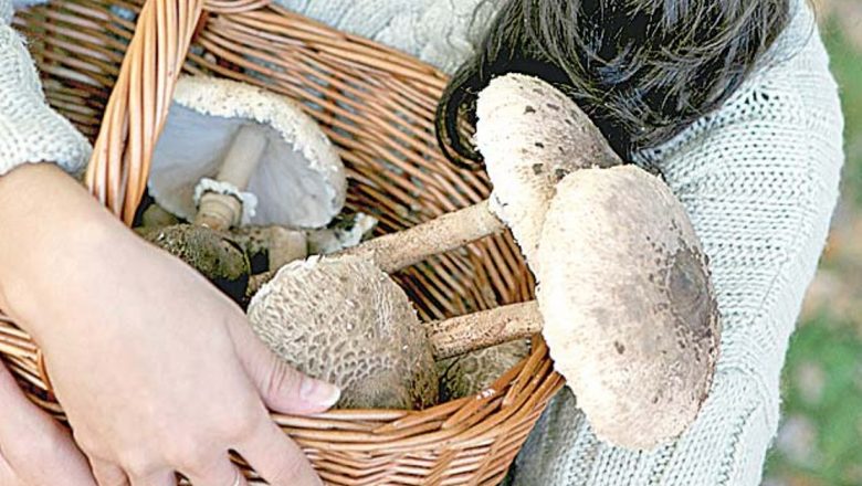 Ciupercile: Sursa Naturală de Energie și Nutrienți pentru Combaterea Oboselii